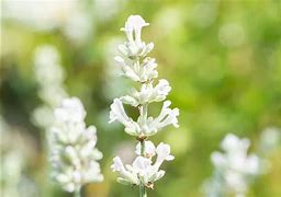 Bildergebnis für Lavandula angustifolia White Fragrance