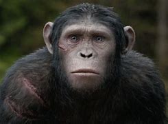 Image result for White Monkey From Planet of the Apes