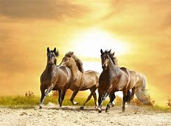 Image result for Laptop Wallpaper Horse Racing