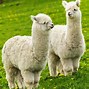 Image result for lama