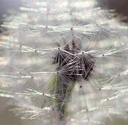 Image result for Fiber Optic Butterfly