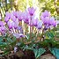 Image result for Cyclamen hederifolium