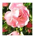Image result for A Rose Flower