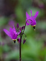 Image result for Dodecatheon pulchellum ssp pulch. Red Wings