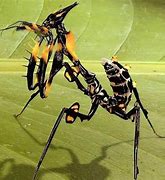 Image result for Devil Praying Mantis
