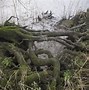 Image result for Corkscrew Willow Tree Images