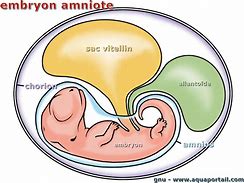 Image result for amnios