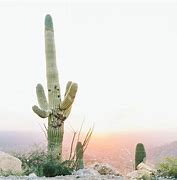 Image result for Cactus Single Scenery
