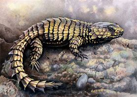 Image result for Armadillo Lizard Artwork