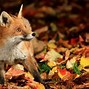 Image result for Fall Animal Wallpaper