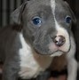Image result for Pit Bull Puppy with Blue Eyes