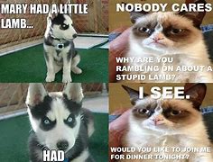 Image result for Grumpy Cat Meme Dog