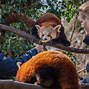 Image result for Chester Zoo Zookeeper