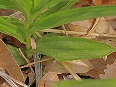 Image result for Epipactis gigantea red leaf x thunbergii