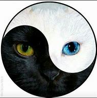 Image result for Yin Yang as Cats