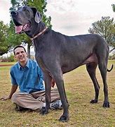 Image result for What Is the Biggest Dog in the World