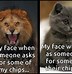 Image result for Lion Meme 5 in 1 Shampoo