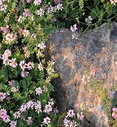 Image result for Crown Vetch Ground Cover