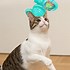 Image result for Cat Toys Tickle