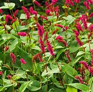 Image result for Persicaria amplexicaulis Spotted Eastfield