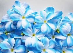 Image result for Cool Blue Flowers