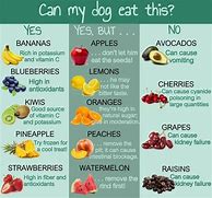 Image result for What Can Dogs Eat