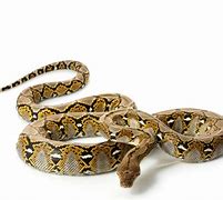 Image result for What Is the Biggest Snake in the World