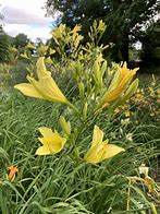 Image result for Hemerocallis altissima