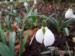 Billedresultat for Galanthus plicatus Diggory