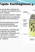 Image result for cartulaginoso