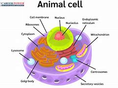Image result for How to Use Procreate to Draw an Animal Cell
