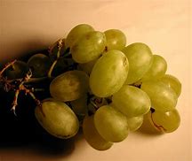 Image result for Orange Grape Vine