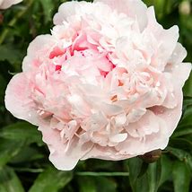 Image result for Paeonia lactiflora Nick Shaylor