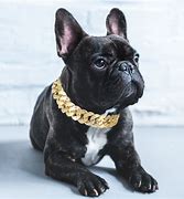 Image result for French Bulldog Accessories