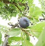 Image result for Prunus domestica Bleue de Belgique