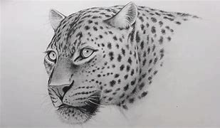 Image result for Leopard Print Drawing