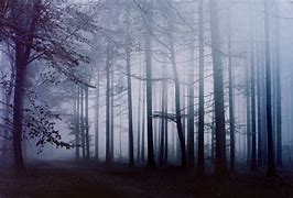 Image result for Fog Forest Wallpaper 4K