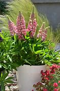 Image result for Lupinus Gallery Pink