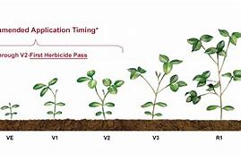 Image result for Roundup Ready Soybeans GMO