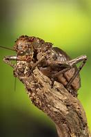 Image result for Cricket Species