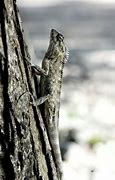 Image result for Horned Gray Lizard