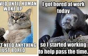 Image result for Bored Memes Hilarious