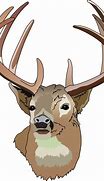 Image result for Whitetail Deer Jawbone