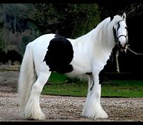 Image result for Gypsy Vanner Horse Jumping