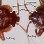 Image result for Difference Between a Bat and Bed Bug
