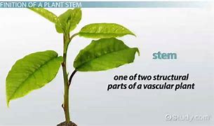 Image result for What Is the Function of a Stem