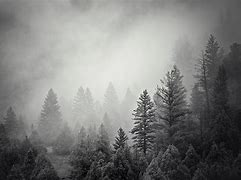 Image result for Mountain Forest Black and White