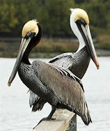 Image result for Pelican Head