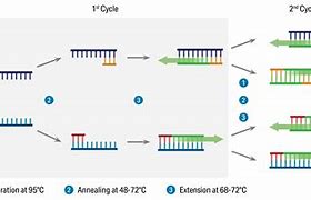 Image result for qRT-PCR