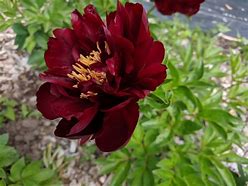 Image result for Paeonia buckey bell